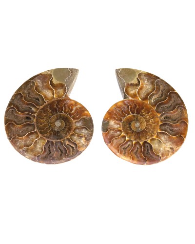 Ammonite (Cleoniceras), 2 halves, semi-polished